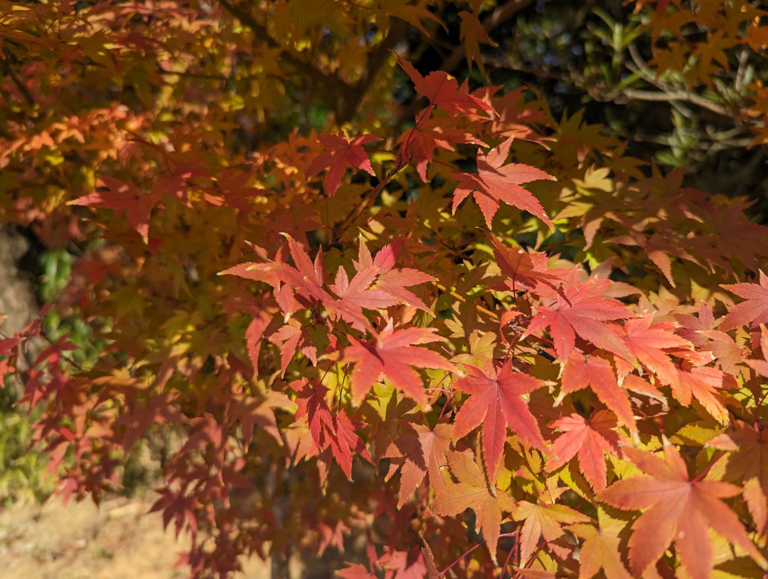 陽光に照らされて赤や橙に色づいたもみじ