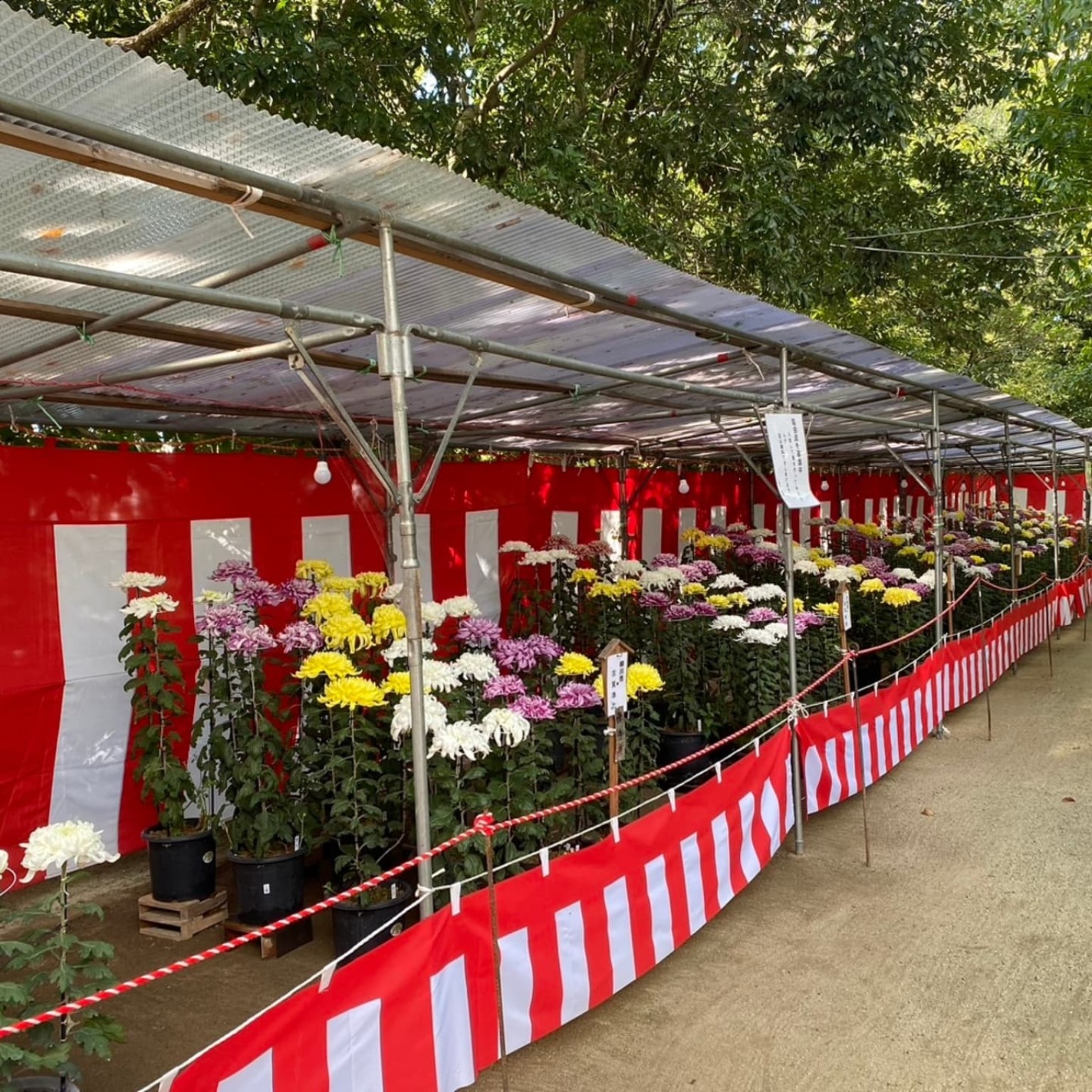 紅白の幕の前に、白・黄・紫の菊花が並ぶ山王菊花展