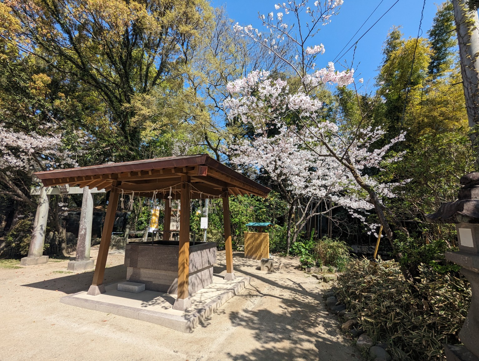 桜が咲く境内の手水舎